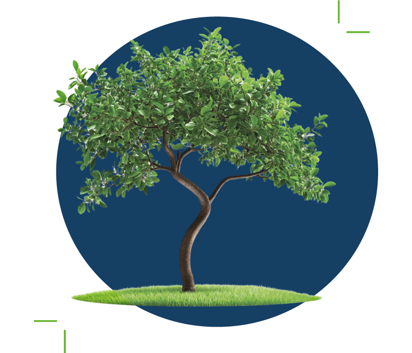 Albero